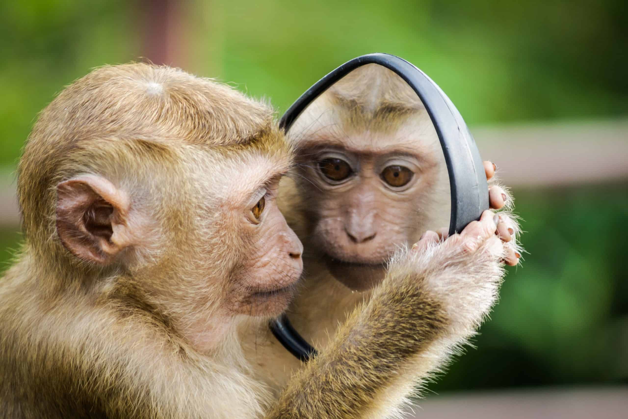 Monkey looking in a mirror at its reflection